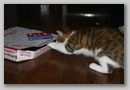 from_aly_2006_118.jpg