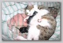 monkey's_kittens_006.jpg